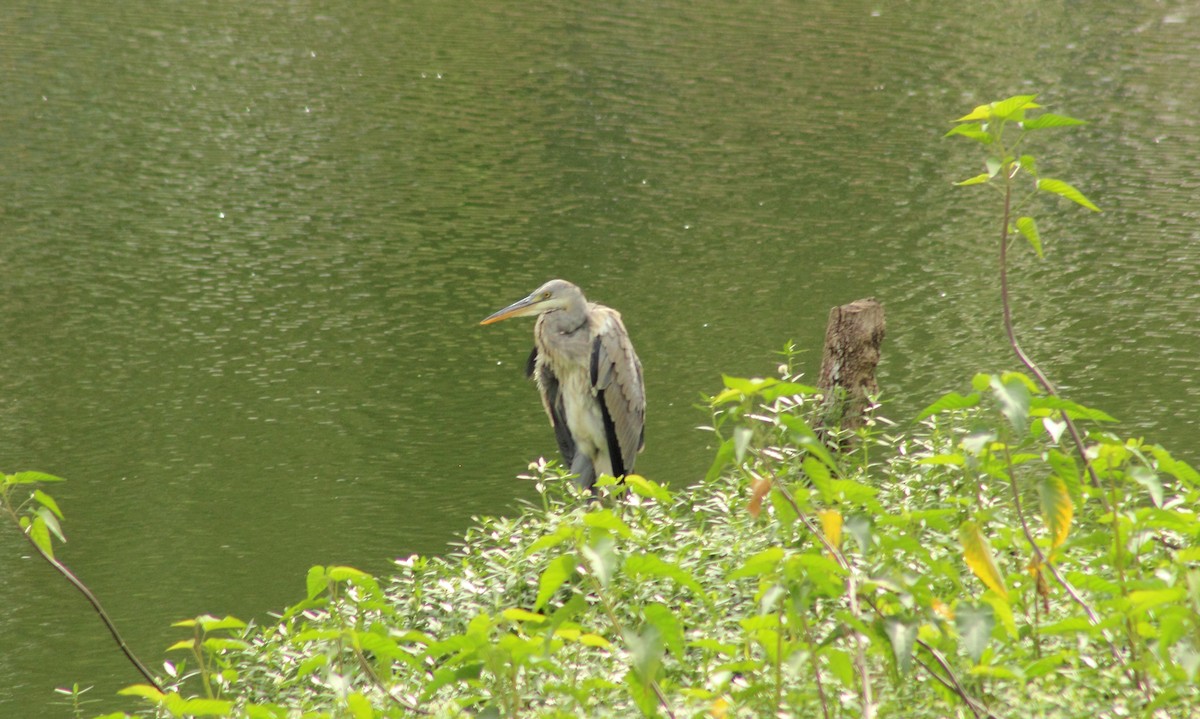 Gray Heron - ML33483291