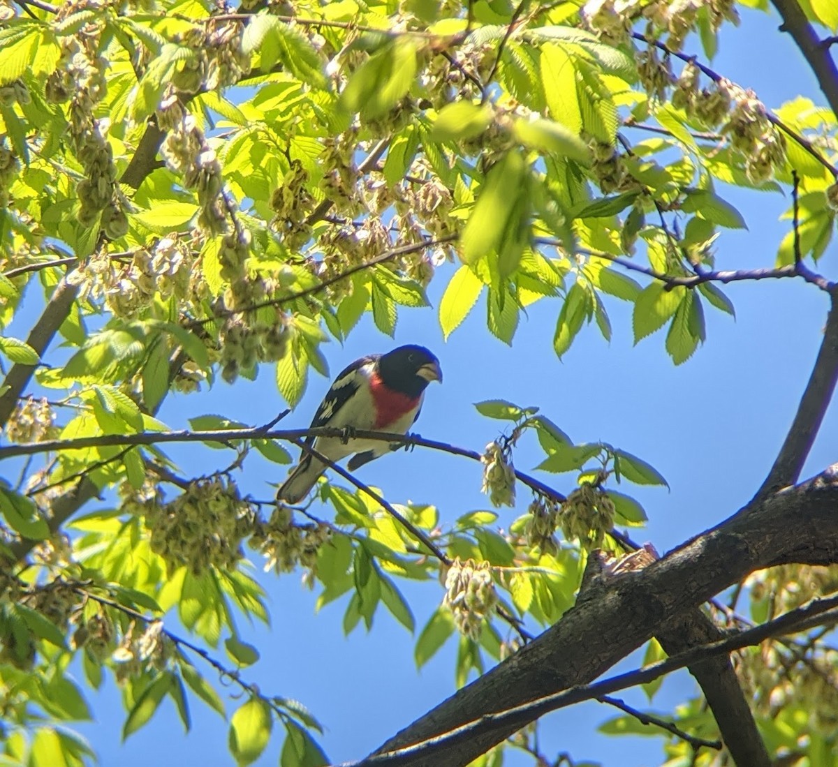 Rose-breasted Grosbeak - ML334834011