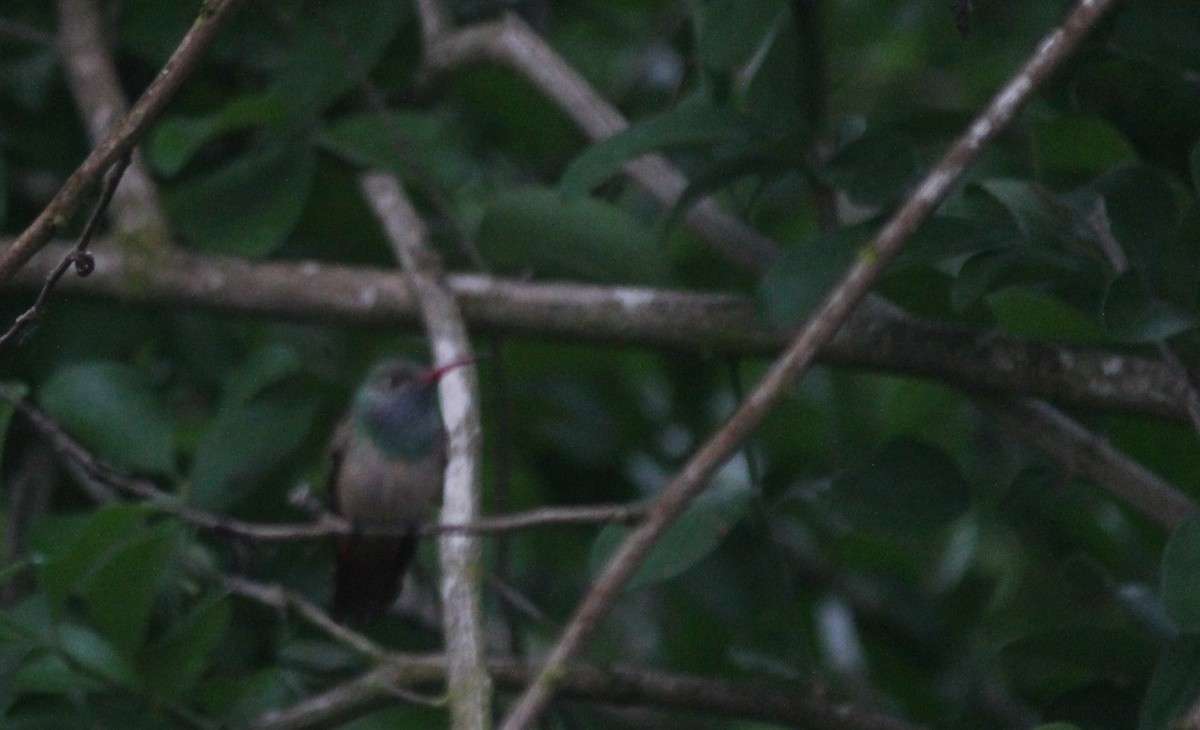 Buff-bellied Hummingbird - ML334834681