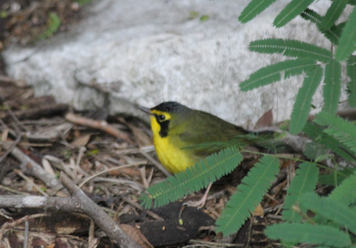 Kentucky Warbler - ML334834941