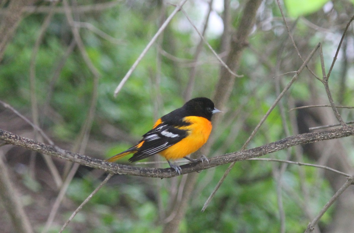 Baltimore Oriole - ML334835001