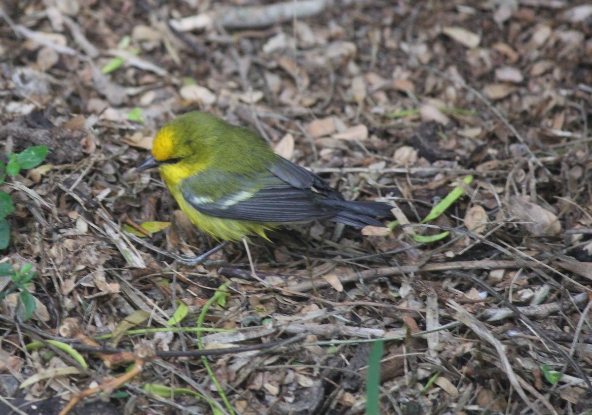 Blue-winged Warbler - ML334835111