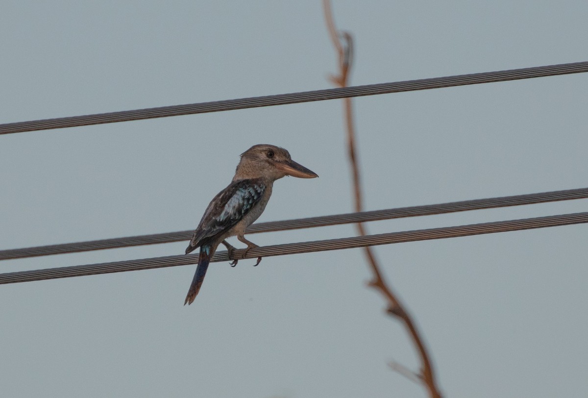 Blue-winged Kookaburra - ML334835451