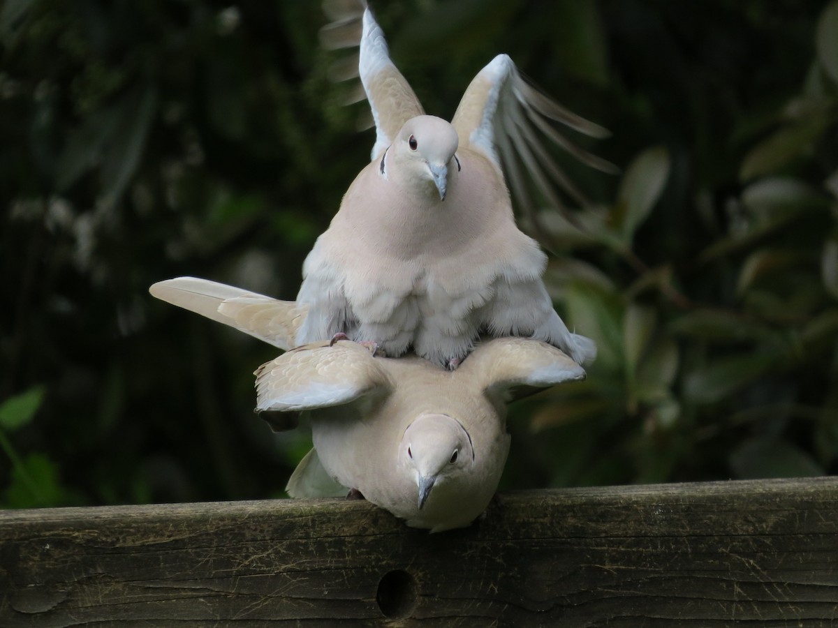 Eurasian Collared-Dove - ML334835721