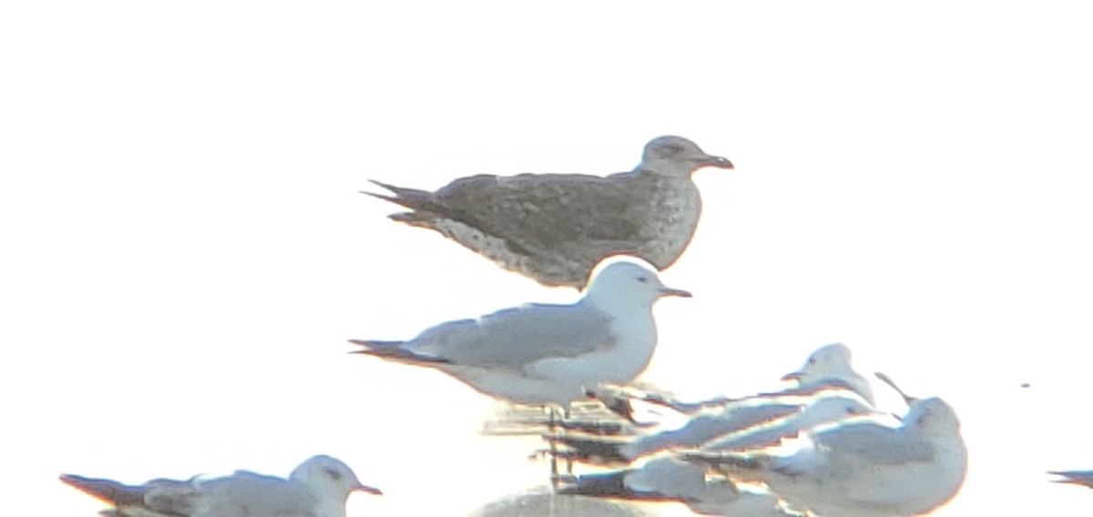 Great Black-backed Gull - ML334836831