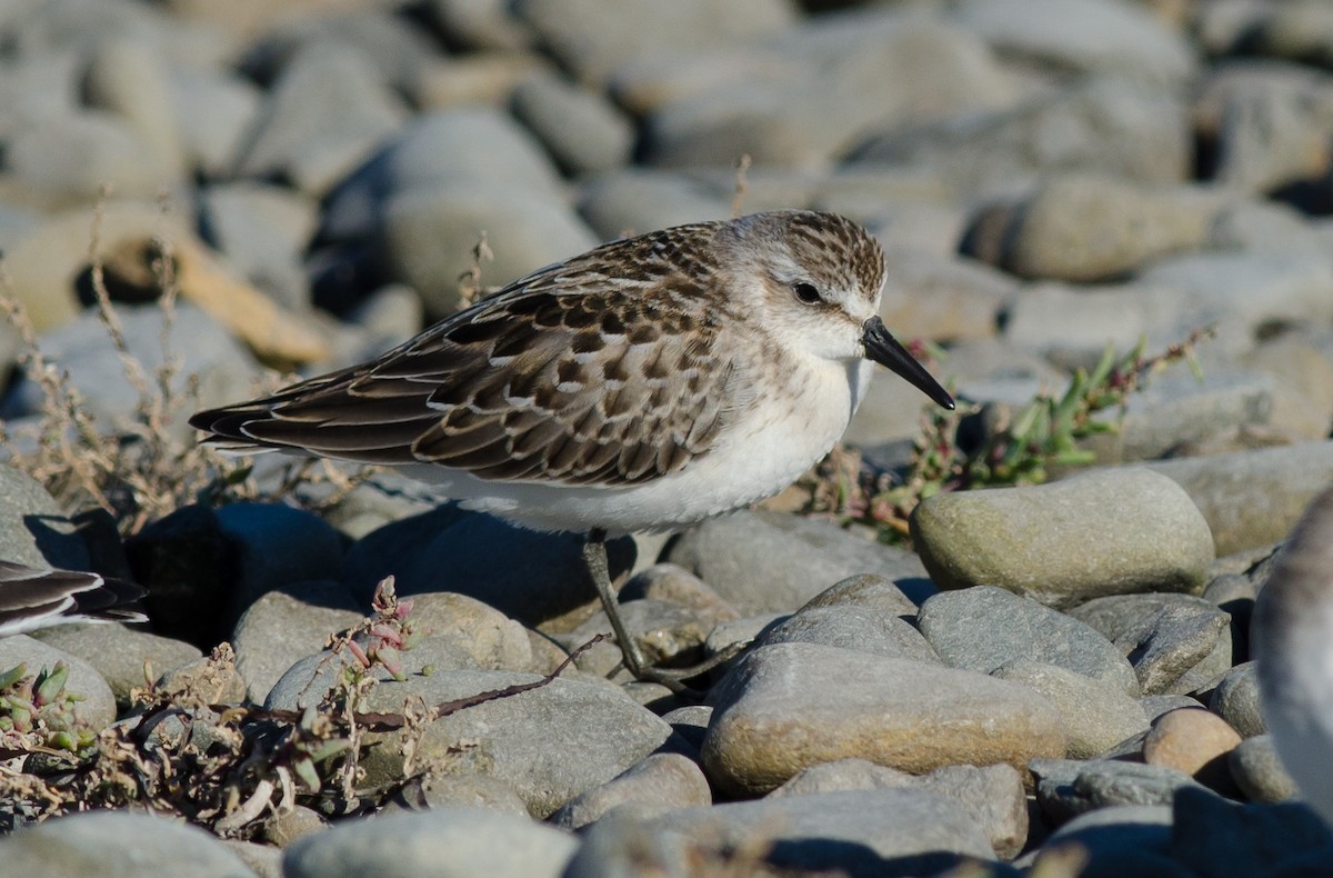 Semipalmated Sandpiper - ML33483721