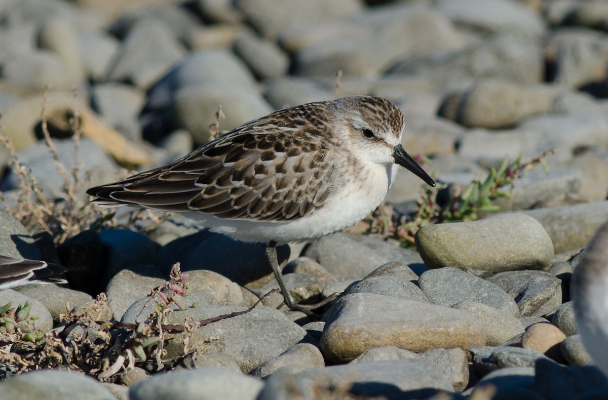 Semipalmated Sandpiper - Alix d'Entremont