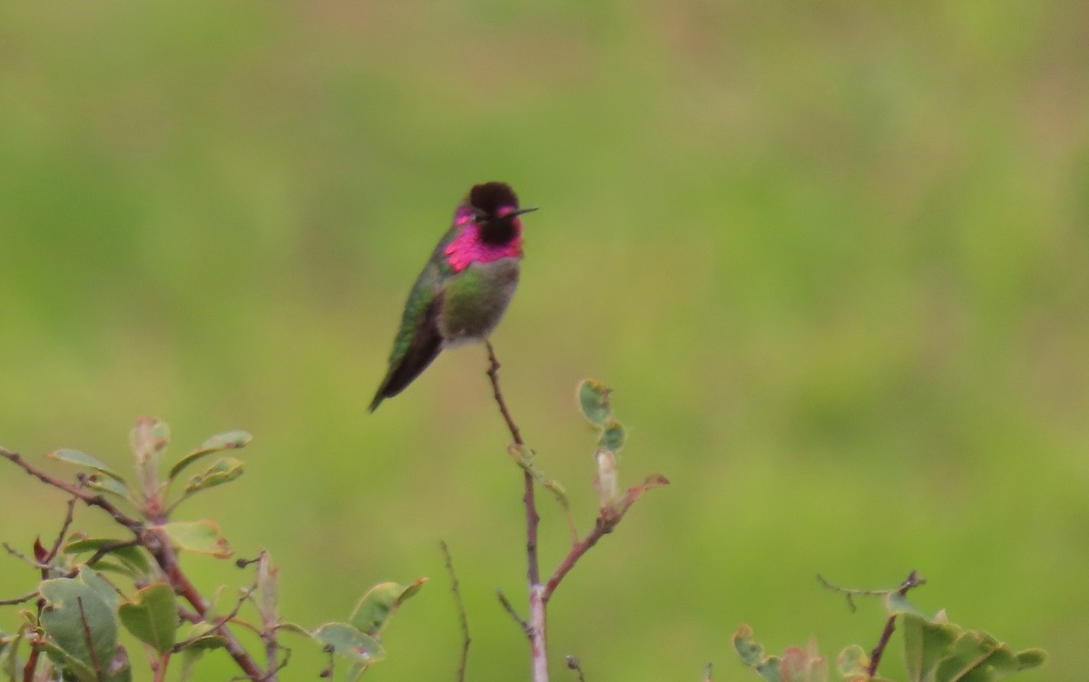 Anna's Hummingbird - ML334839601