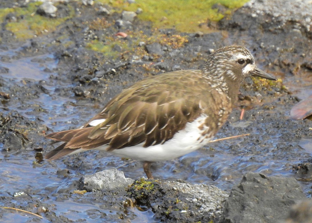 Black Turnstone - ML334841321