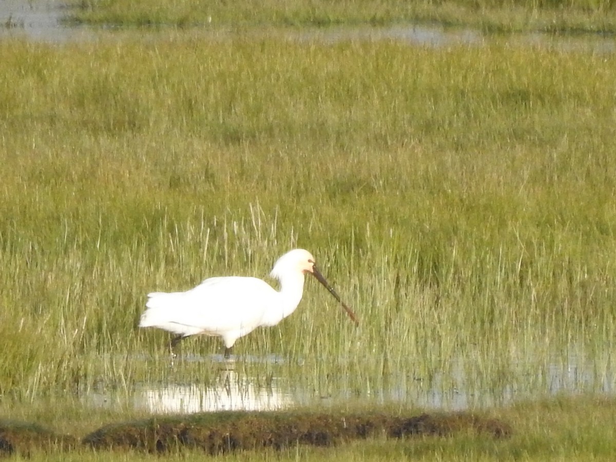 Eurasian Spoonbill - ML334842401