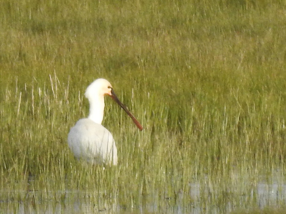 Eurasian Spoonbill - ML334842411