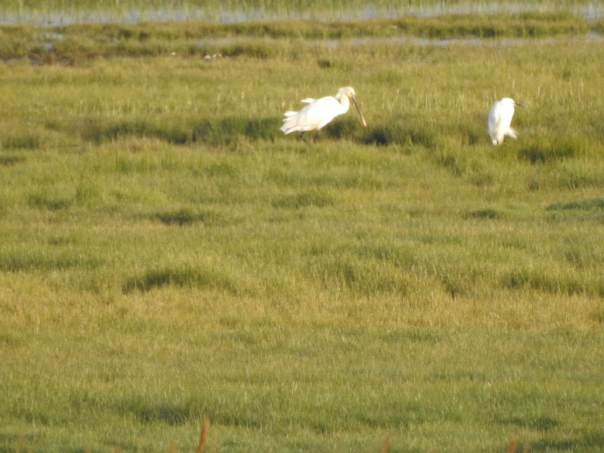 Eurasian Spoonbill - ML334842421