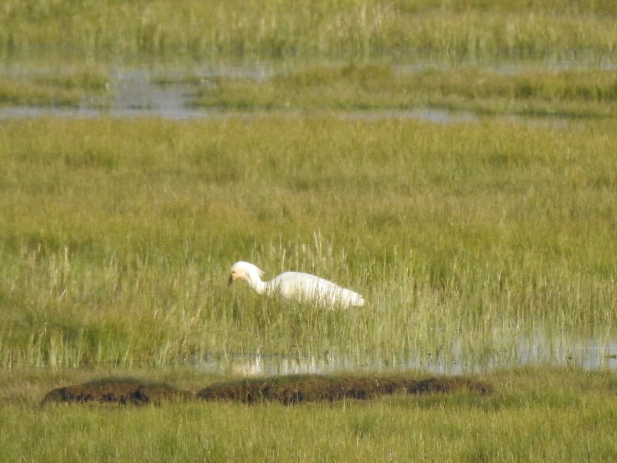 Eurasian Spoonbill - ML334842431