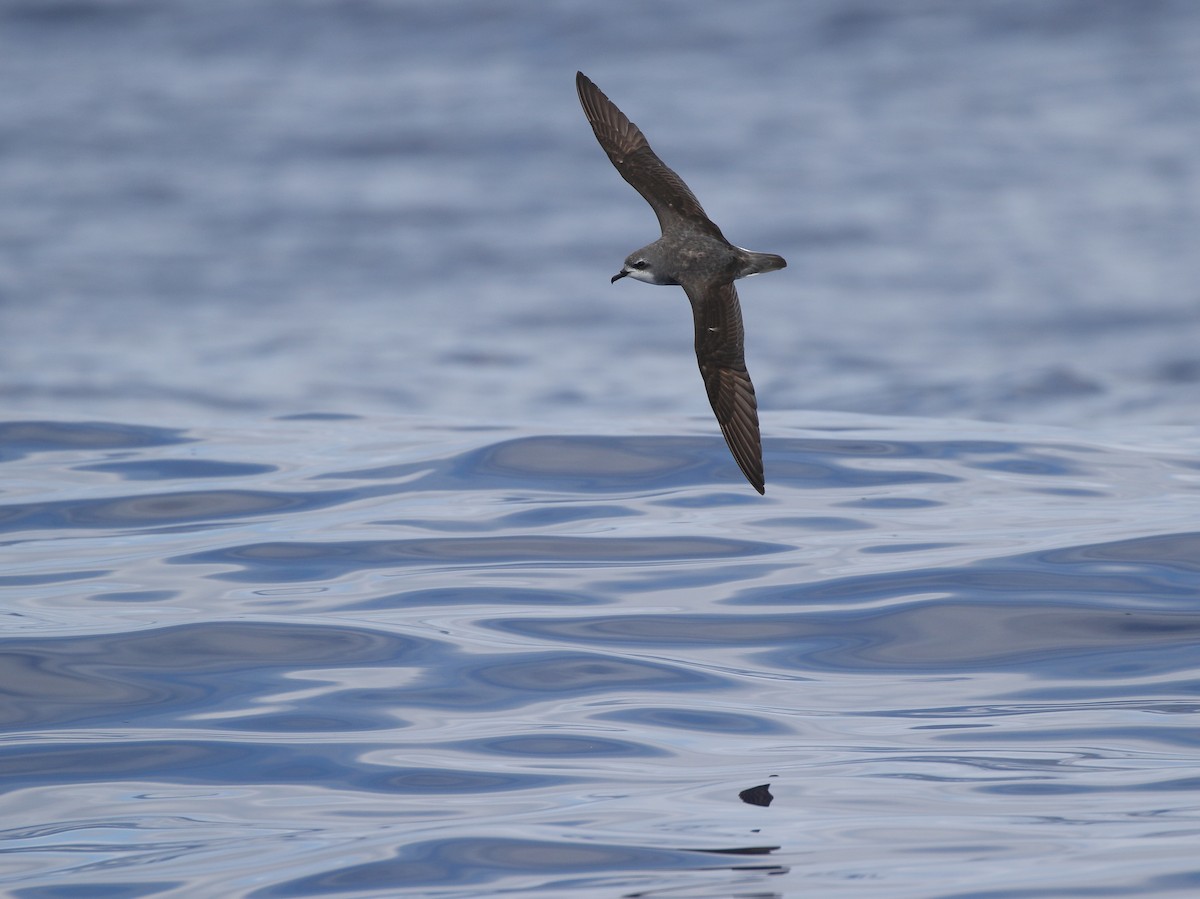 Cook's Petrel - ML334842791