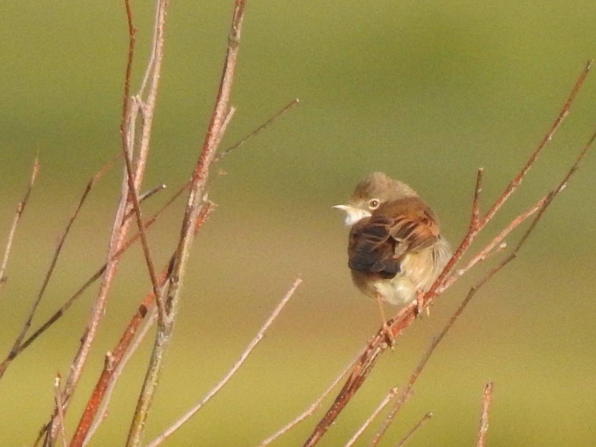 Greater Whitethroat - ML334842891