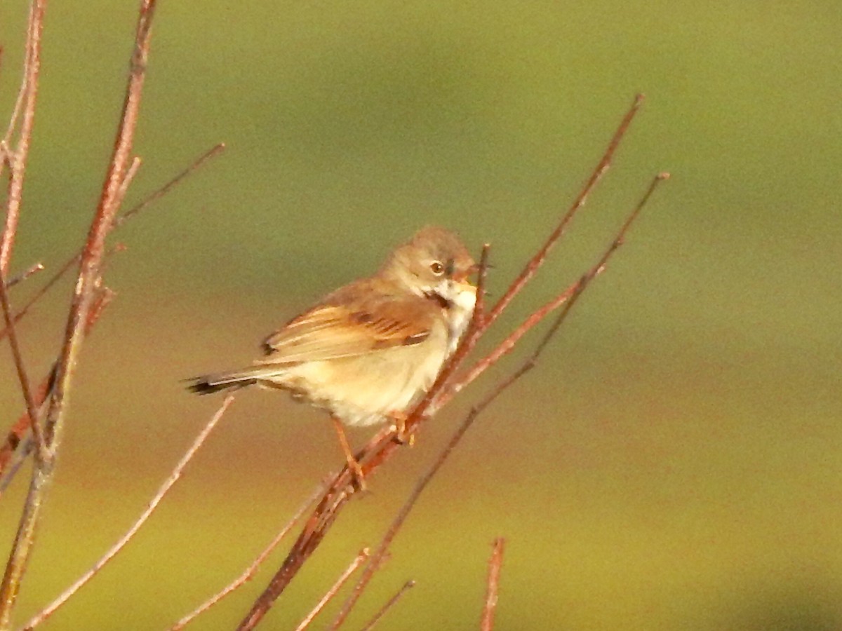 Greater Whitethroat - ML334842901