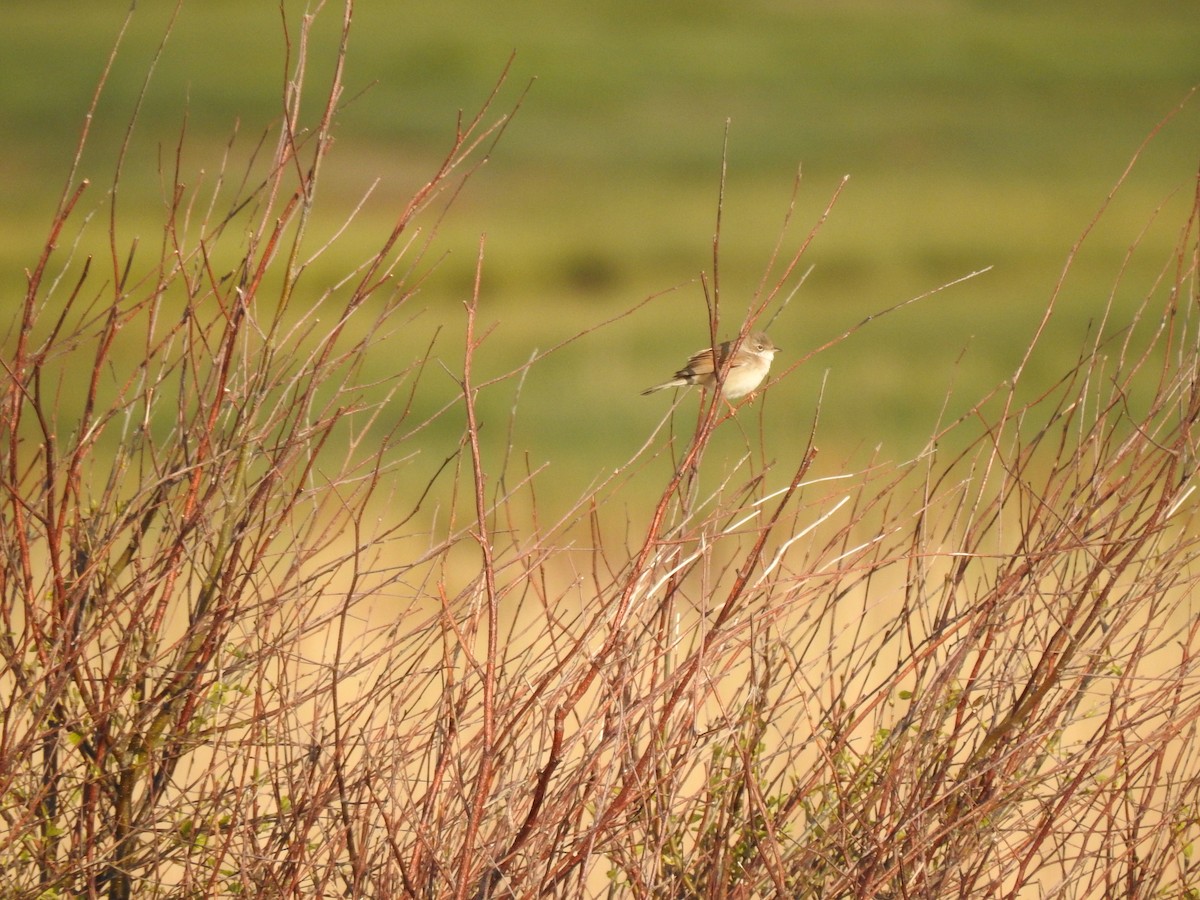 Greater Whitethroat - ML334842911