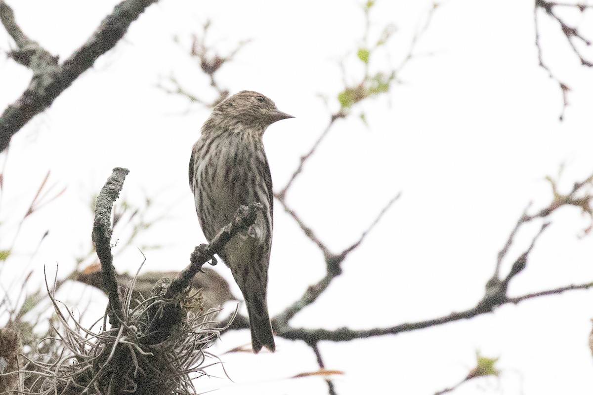 Pine Siskin - ML334845971