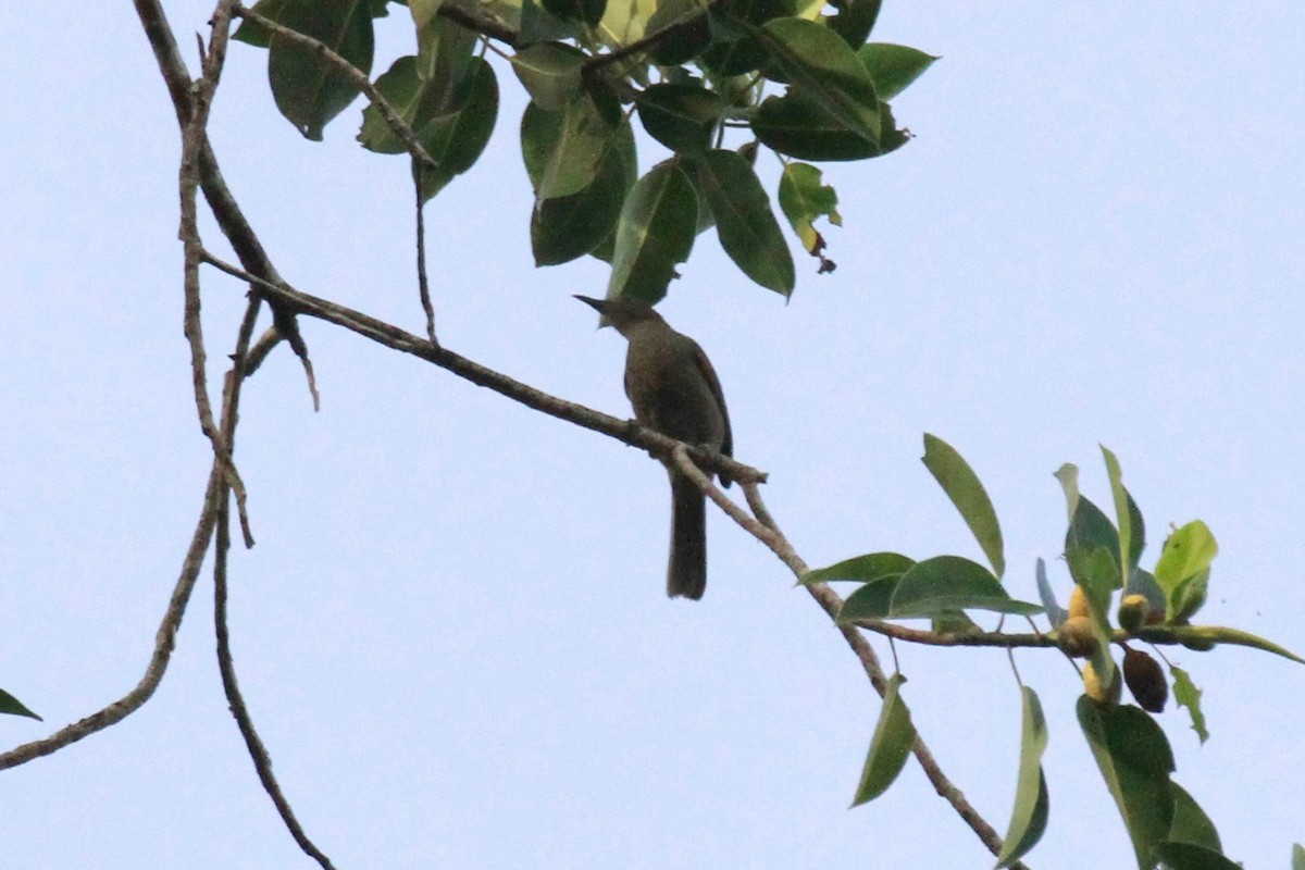 Plain Honeyeater - Charles Davies