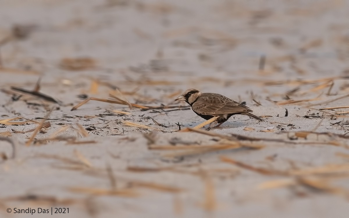Ashy-crowned Sparrow-Lark - Sandip Das