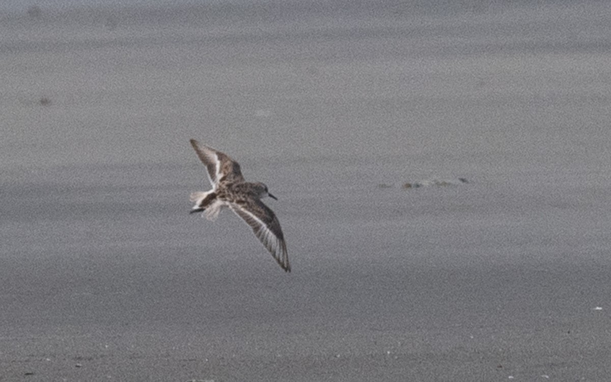 Little Stint - ML334848301