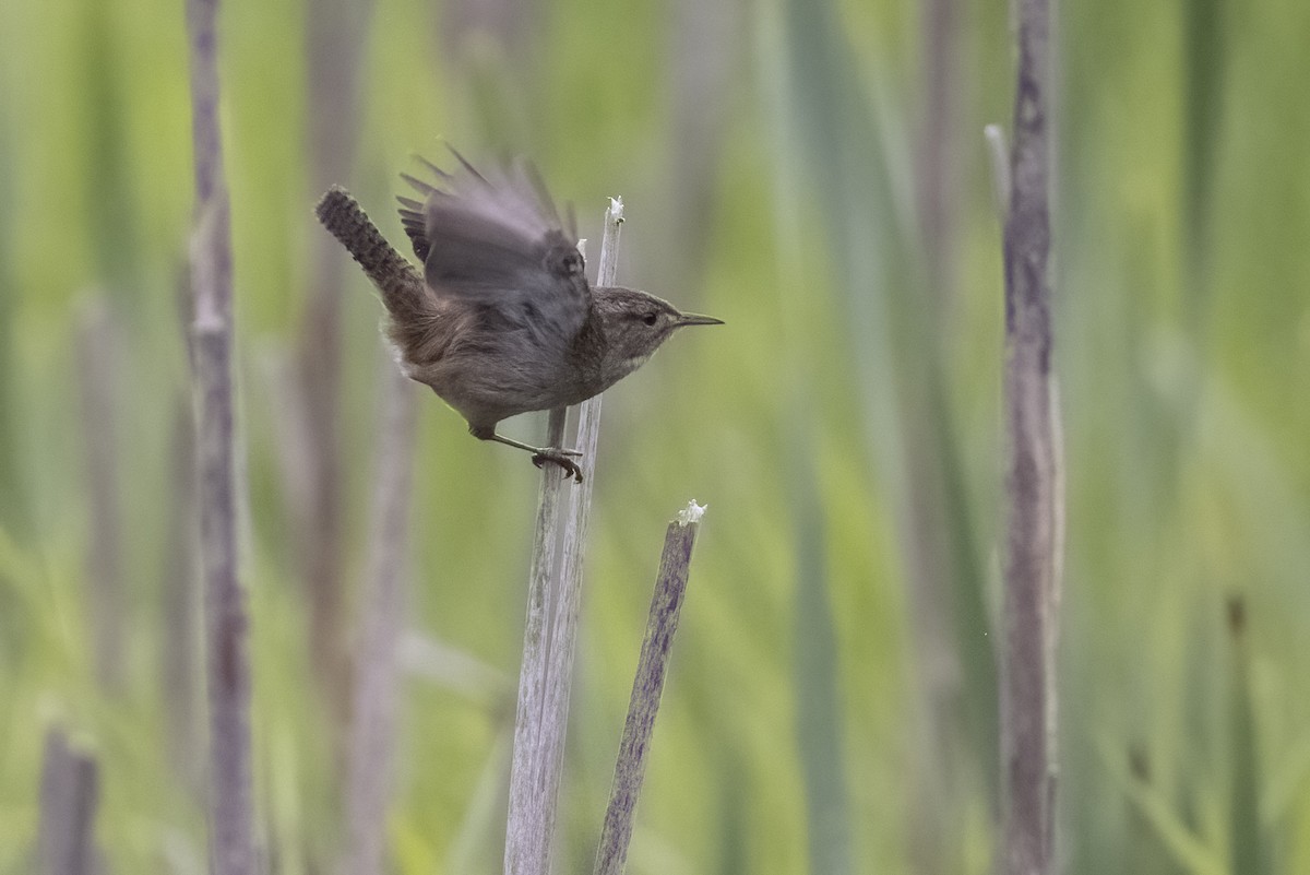 Marsh Wren - ML334848371