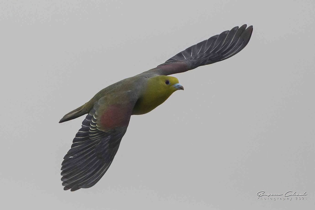 White-bellied Green-Pigeon - ML334848611