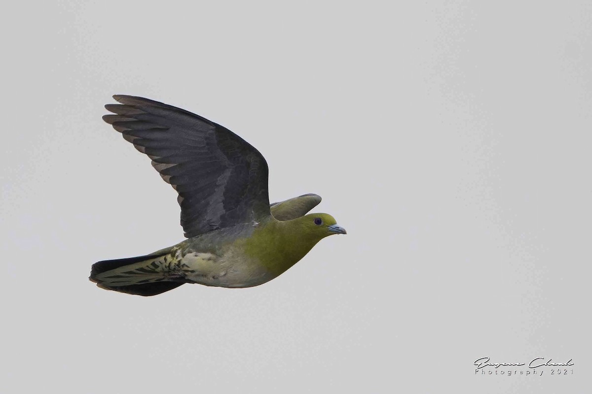 White-bellied Green-Pigeon - ML334848621