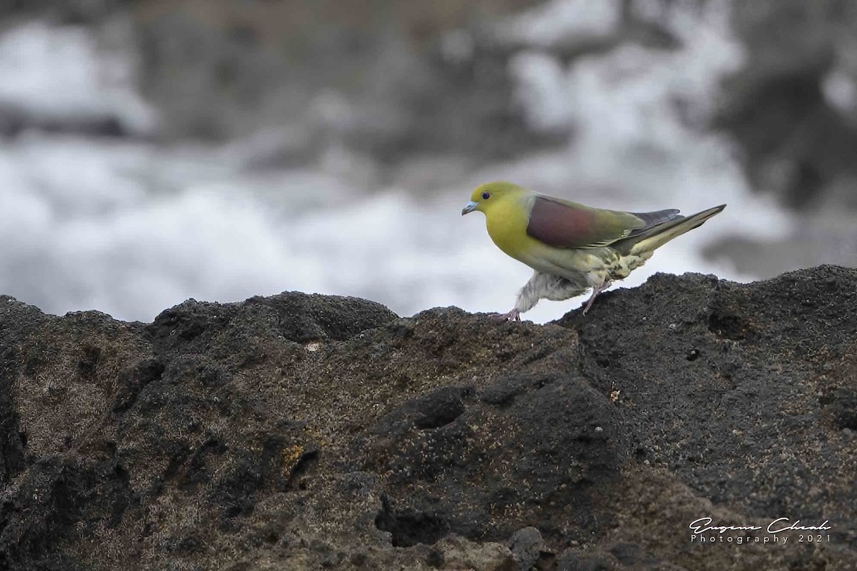 White-bellied Green-Pigeon - ML334848631