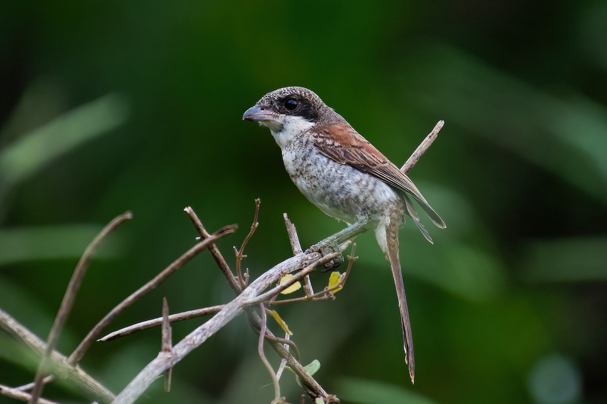 Burmese Shrike - ML334848771