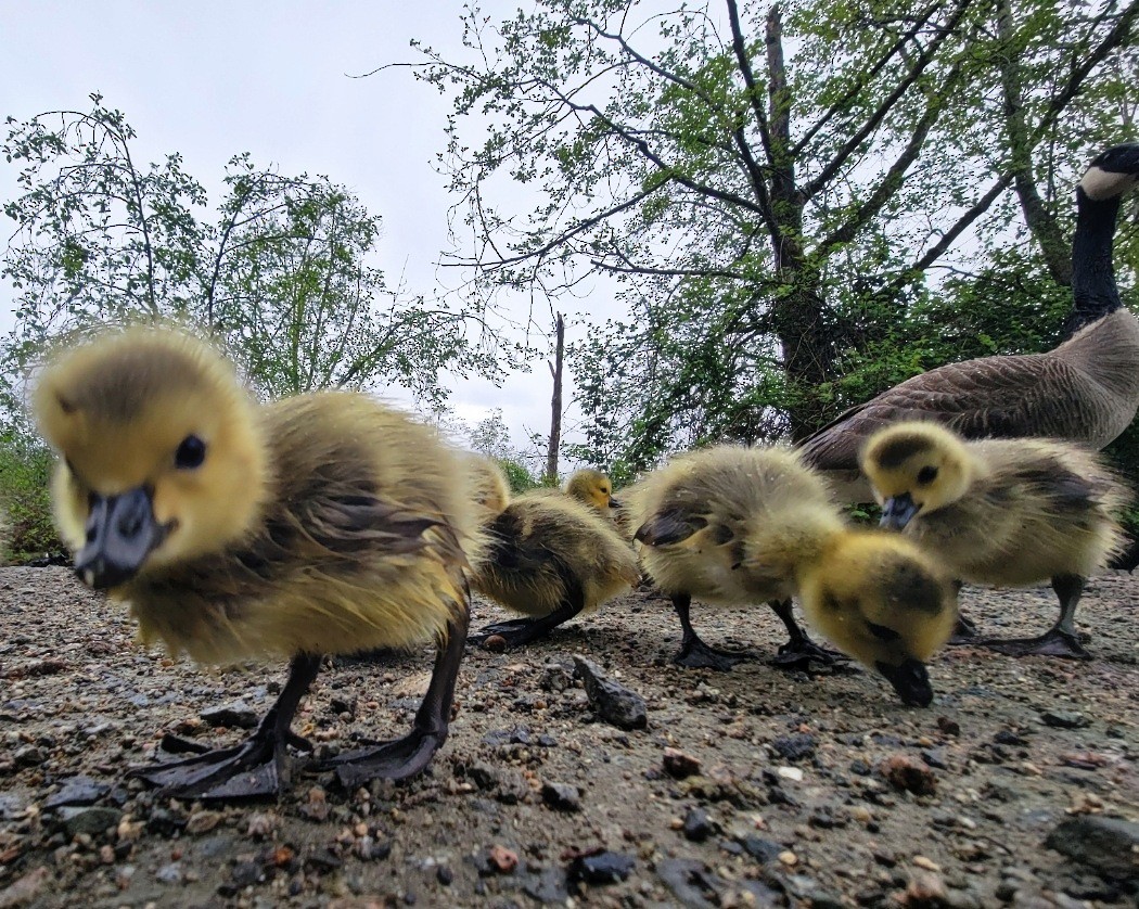 Canada Goose - Destiny Greig