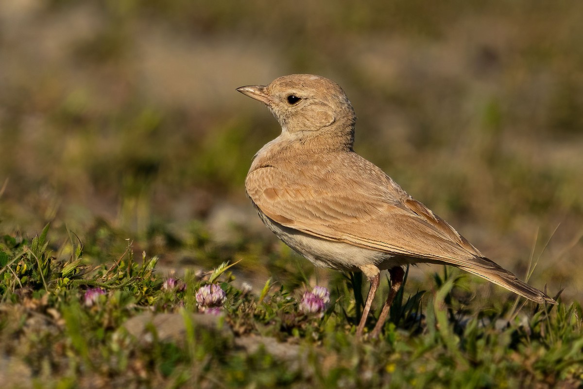 Bar-tailed Lark - ML334850601