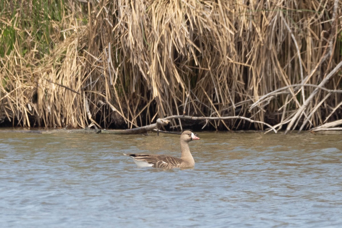 Greater White-fronted Goose - ML334850781