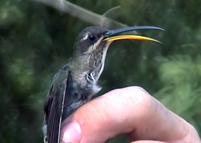 White-bearded Hermit - ML334850891
