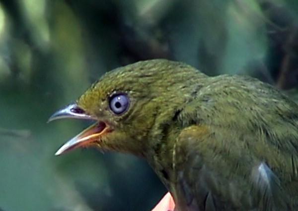 Band-tailed Manakin - ML334851311