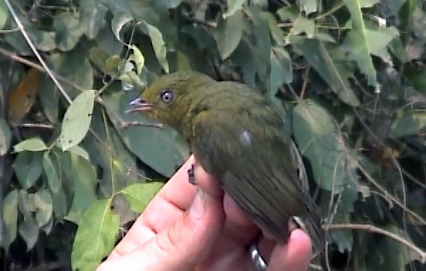 Band-tailed Manakin - ML334851321