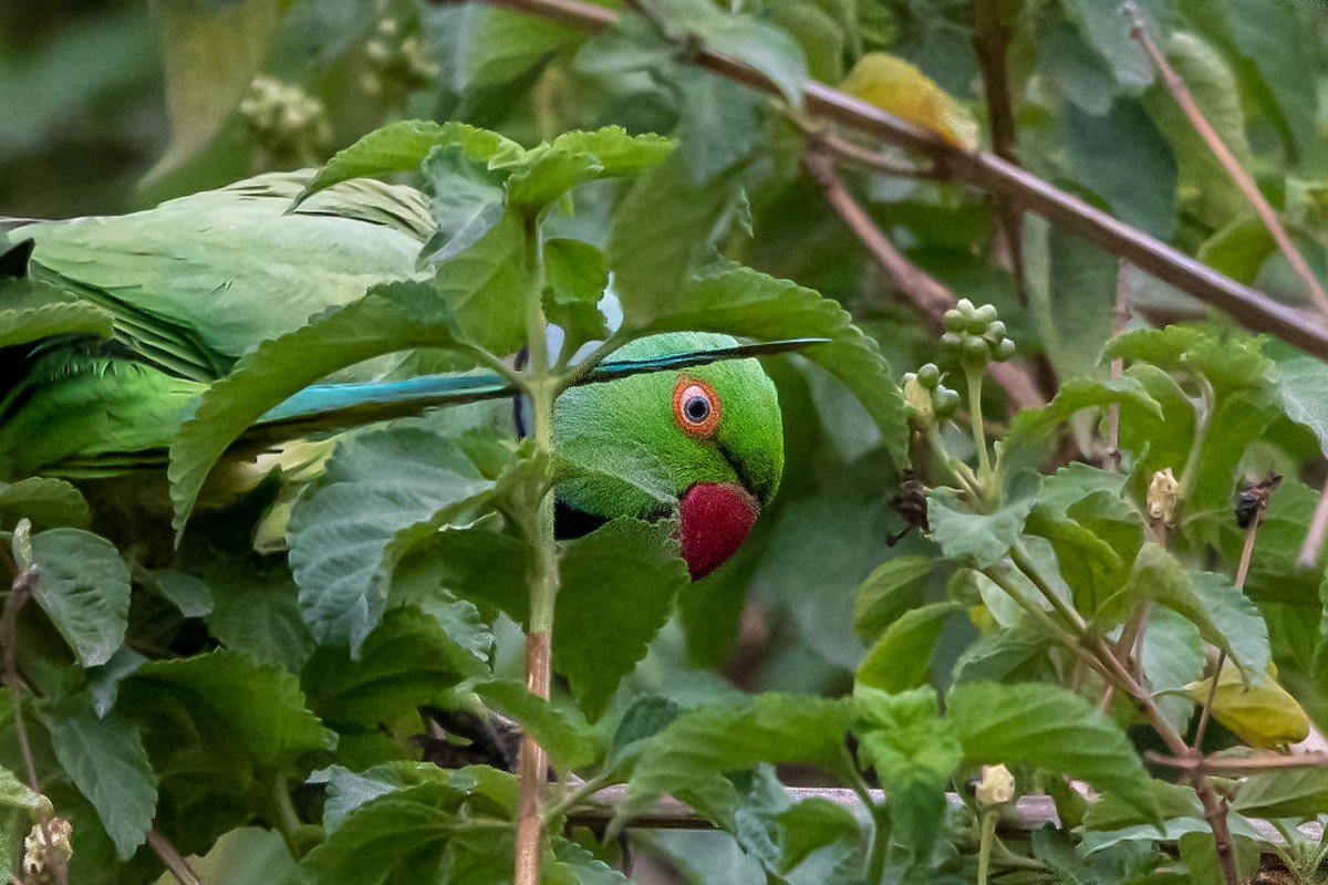 Rose-ringed Parakeet - ML334851711