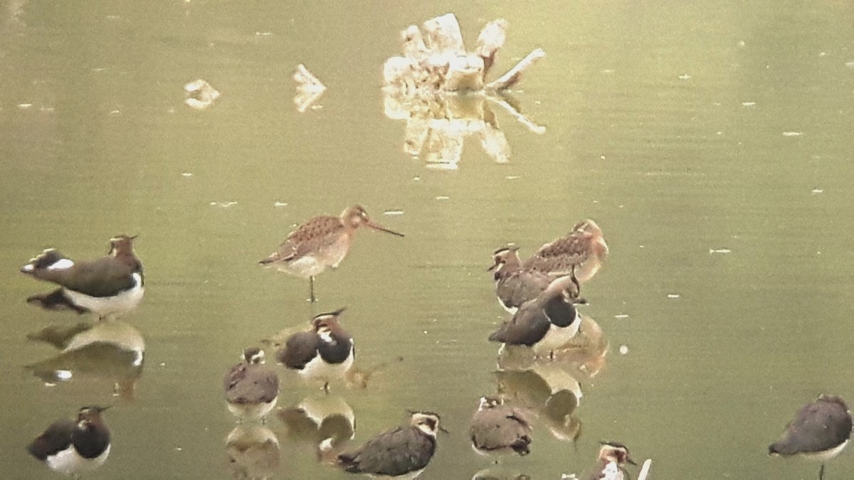 Black-tailed Godwit - ML33485241