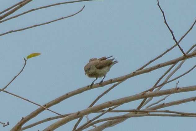 Thick-billed Flowerpecker - ML334852741