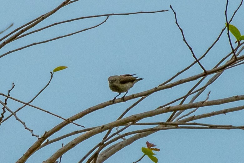 Thick-billed Flowerpecker - ML334852751