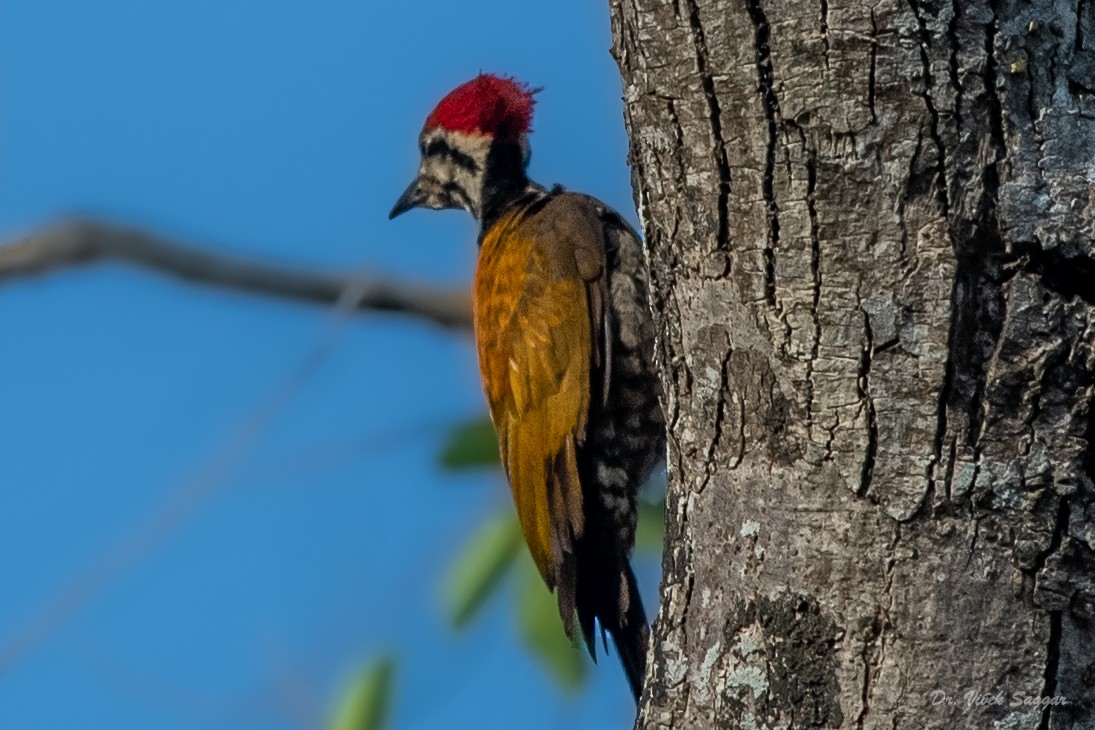 Himalayan Flameback - ML334852781