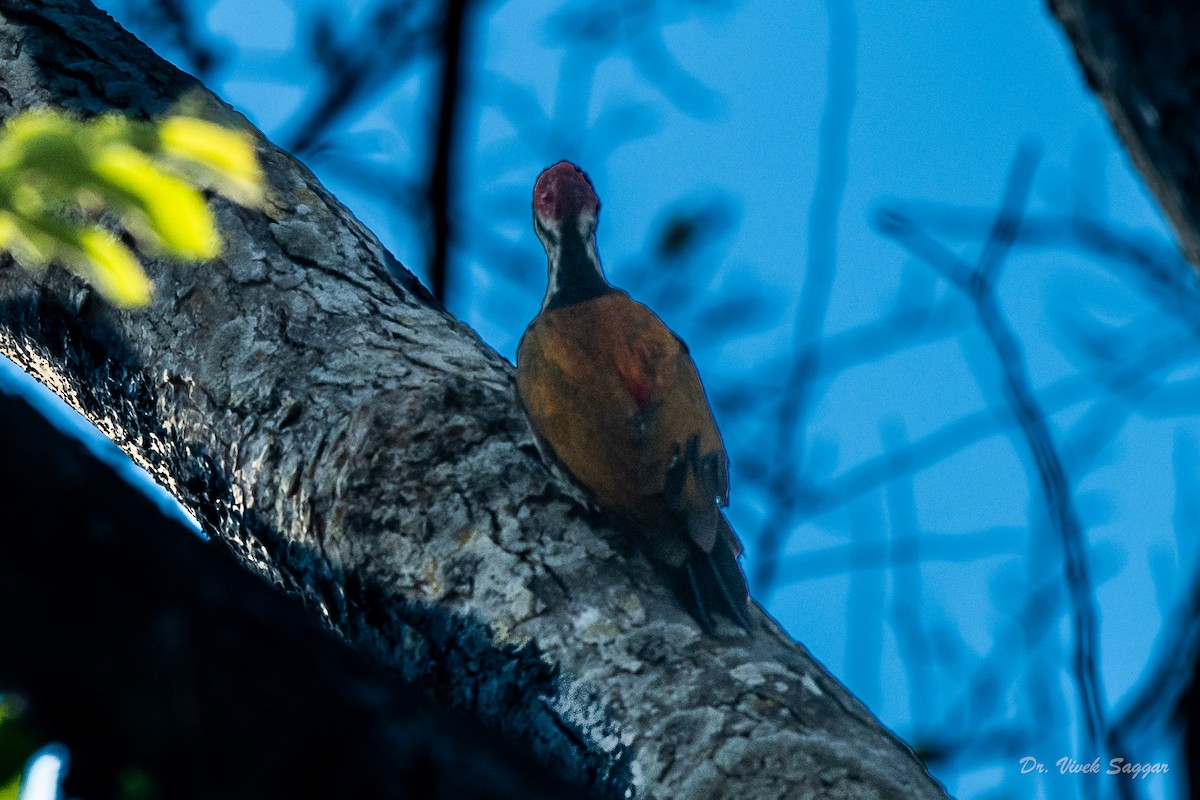 Himalayan Flameback - ML334852791