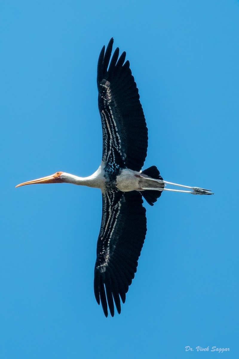 Painted Stork - ML334853521