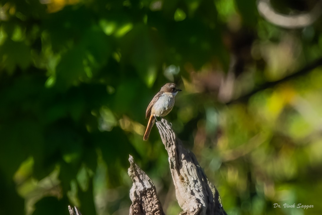 Gray Bushchat - ML334853561