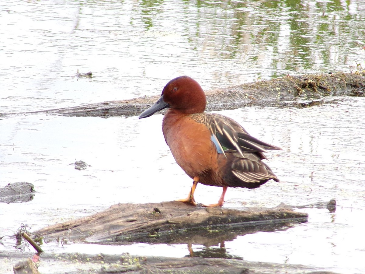 Cinnamon Teal - Ruth Meyer