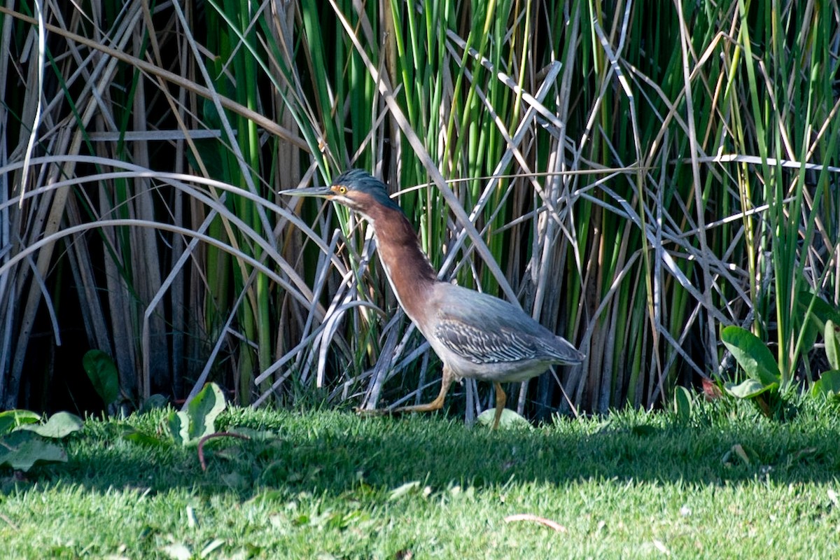 Green Heron - Pema Zonglo