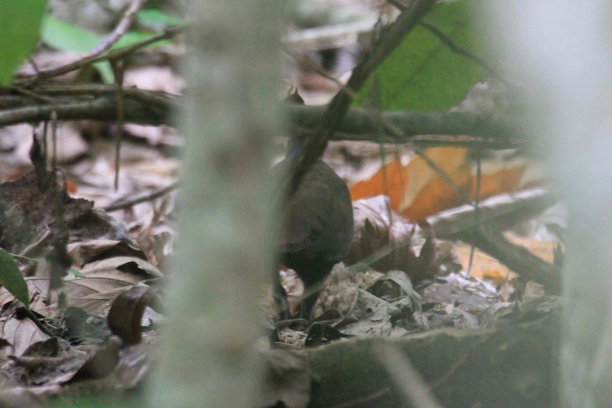 New Guinea Megapode - ML33485621