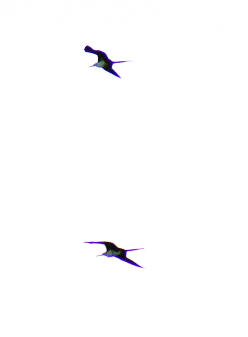 Great Frigatebird - ML334858111
