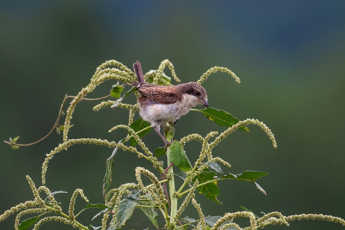 Burmese Shrike - ML334860201