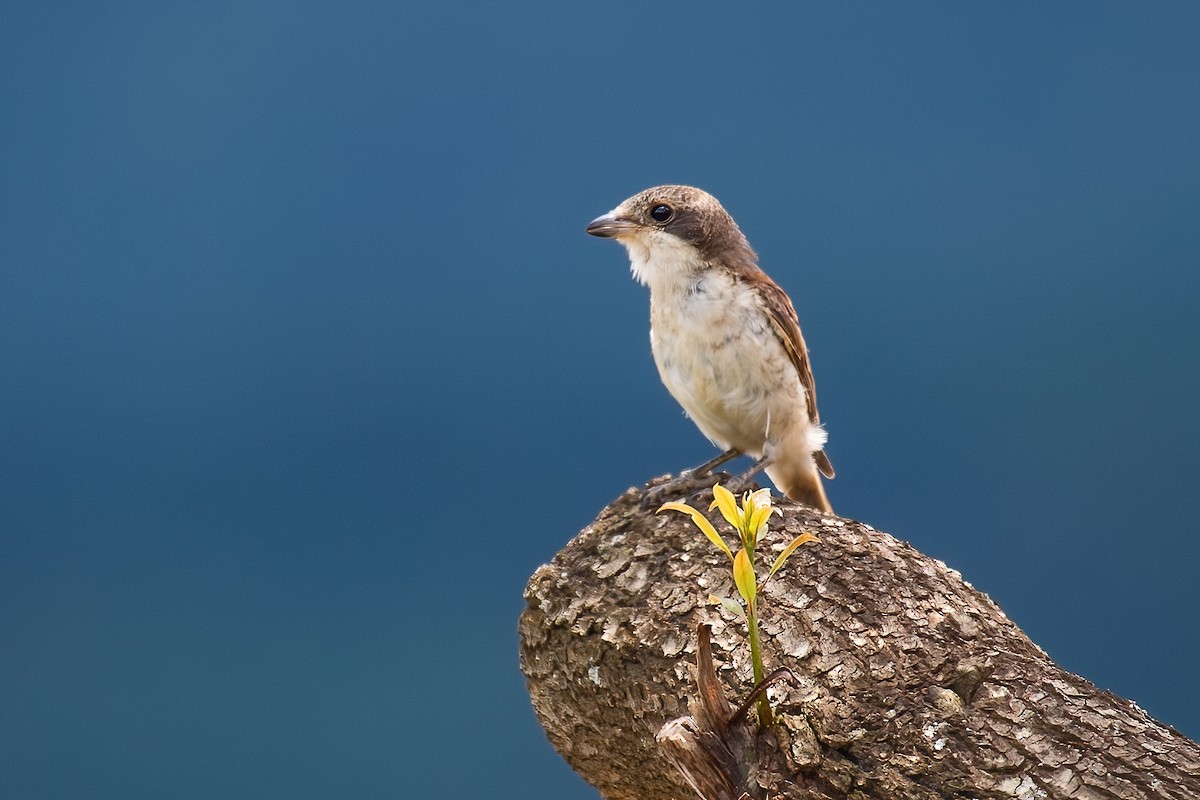 Burmese Shrike - ML334860211
